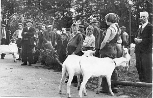 Fotografie z 50. let minulého století ukazuje aukci chovných kozlíků, pořádanou chovateli hospodářského a drobného zvířectva v Dolní Cerekvi.