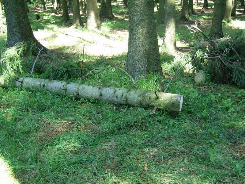 Tento strom byl příčinou neštěstí, při kterém byl těžce zraněn polesný.