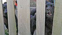 Již dříve se řešily i další podobné problémy, jako třeba v Horní Vilímči na Pelhřimovsku. Tam se obyvatelka drážního domku nedokázala postarat o smečku psů. Na snímku z června roku 2009 jsou zachyceni někteří ze psů za plotem.