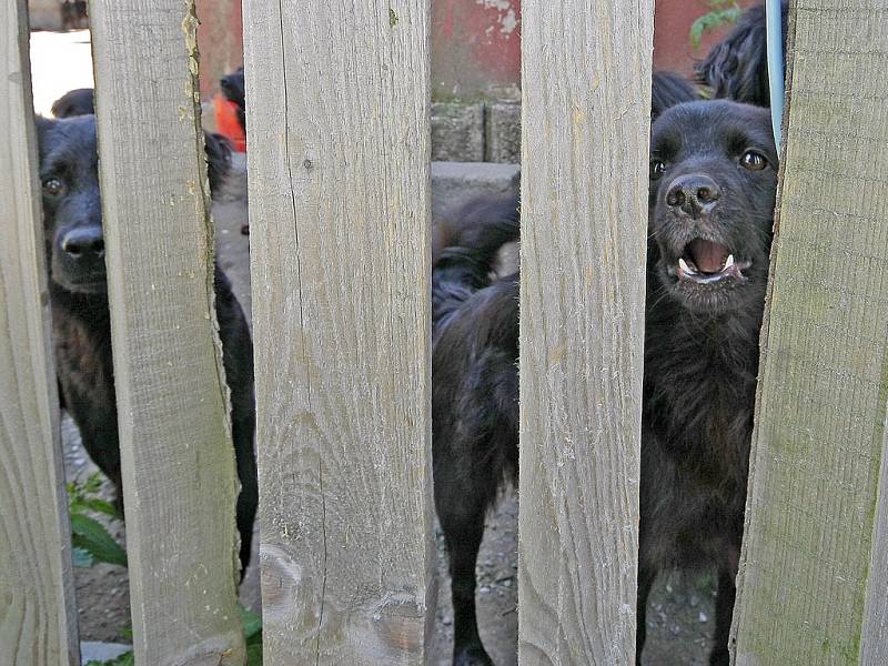 Již dříve se řešily i další podobné problémy, jako třeba v Horní Vilímči na Pelhřimovsku. Tam se obyvatelka drážního domku nedokázala postarat o smečku psů. Na snímku z června roku 2009 jsou zachyceni někteří ze psů za plotem.