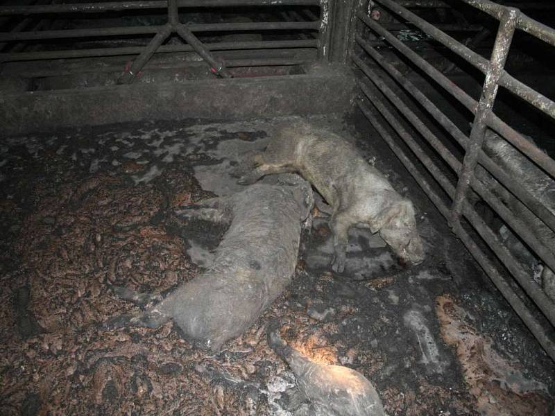 Největší případ údajného týrání zvířat na Vysočině u Polné. Zemřelo přes 200 prasat, další stovka je v kritickém stavu.