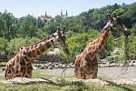 V jihlavské zoologické zahradě už jsou žirafy čtvrtým rokem. Po počátečních půtkách se ve výběhu zabydlely.