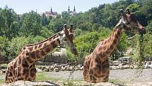 V jihlavské zoologické zahradě už jsou žirafy čtvrtým rokem. Po počátečních půtkách se ve výběhu zabydlely.