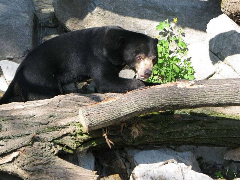 Malay Medan. To je jméno nového medvědince, který v sobotu otevřela jihlavská zoologická zahrada. Slavnostní otevření si nenechalo ujít několik stovek lidí.