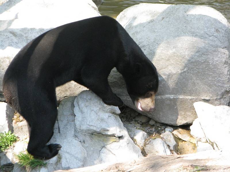 Malay Medan. To je jméno nového medvědince, který v sobotu otevřela jihlavská zoologická zahrada. Slavnostní otevření si nenechalo ujít několik stovek lidí.