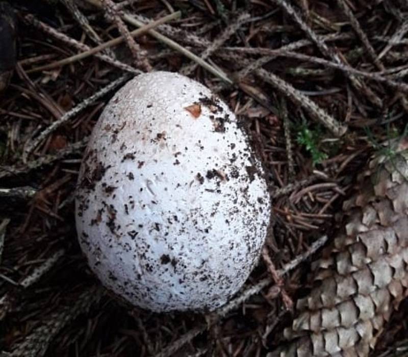 Hadovka smrdutá. Vypadá jako vajíčko, ale je to houba. Sice smrdí, ale na řízek prý chutná skvěle.