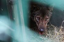 Do jihlavské zoologické zahrady se po zabezpečení výběhu vrátila dvojice vlka iberského.