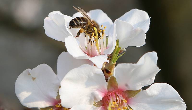 Jarní počasí o víkendu přeruší ranní mrazíky. V zahradách, ale začínají rozkvétat stromy , které obsypaly tisíce včel. Někteří sadaři se obávají, aby mráz nepoškodil květy ovocných stromů.