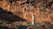 Ani v lednu není v jihlavské zoologické zahradě nuda. Zvířata se ráda ukazují. Hravé surikaty.