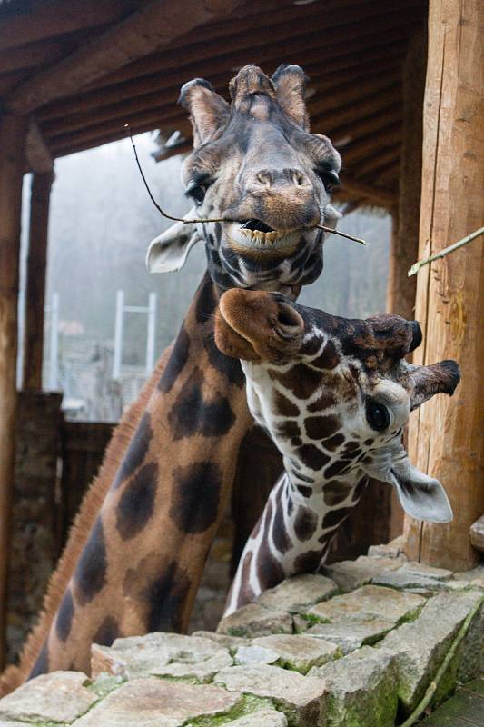 ZOO Jihlava, ilustrační foto