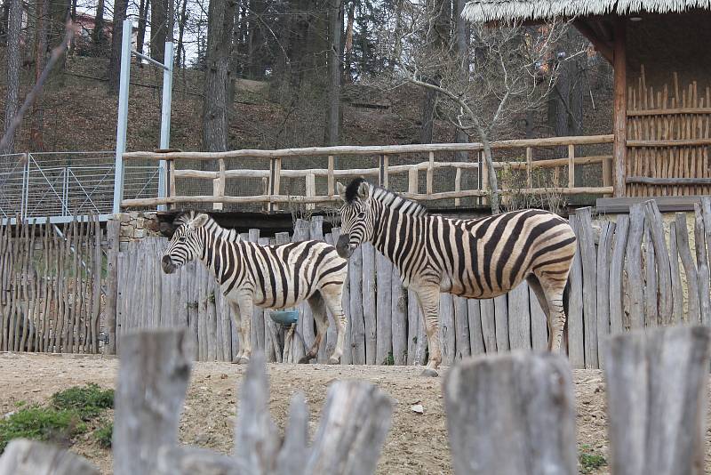 Po 115 dnech opět otevřela jihlavská zoologická zahrada. Nejčastěji přišly maminky s dětmi, které neodradilo ani chladné počasí.