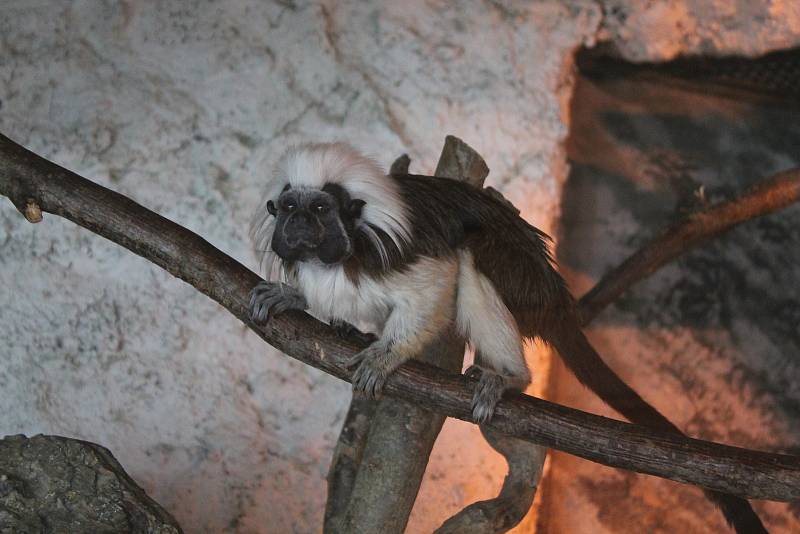 Po 115 dnech opět otevřela jihlavská zoologická zahrada. Nejčastěji přišly maminky s dětmi, které neodradilo ani chladné počasí.