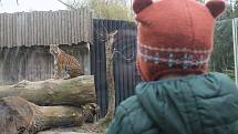 Po 115 dnech opět otevřela jihlavská zoologická zahrada. Nejčastěji přišly maminky s dětmi, které neodradilo ani chladné počasí.