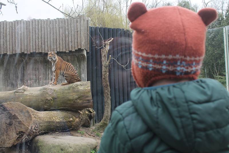 Po 115 dnech opět otevřela jihlavská zoologická zahrada. Nejčastěji přišly maminky s dětmi, které neodradilo ani chladné počasí.