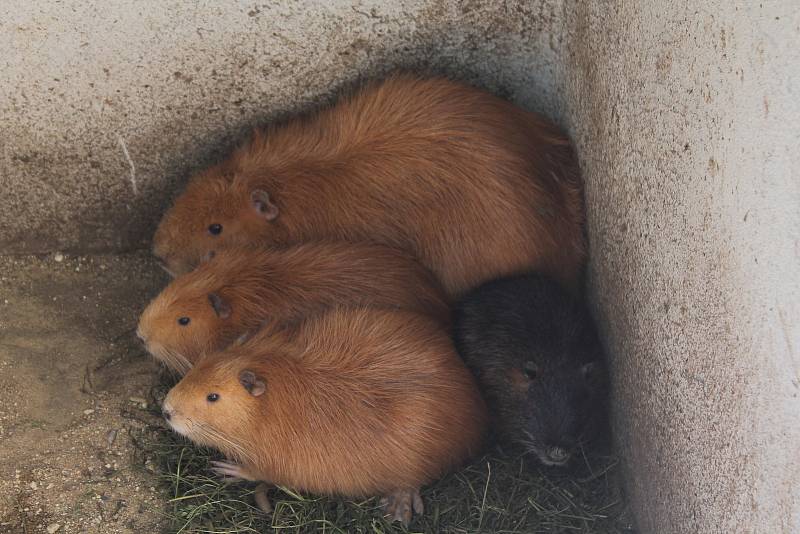 Rodinný zookoutek v Nové Říši.