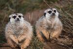 Ani v lednu není v jihlavské zoologické zahradě nuda. Zvířata se ráda ukazují. Hravé surikaty.