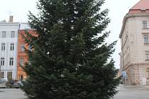 Letošní vánoční strom má Jihlava z Černé u Měřína.