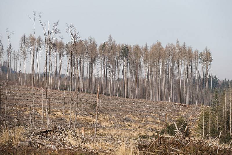 Vysočinské lesy napadené kůrovcem,  ilustrační foto.