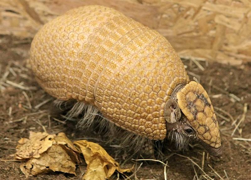 Tropický pavilon v jihlavské zoologické zahradě.