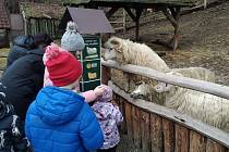 Jihlavská zoo přivítala návštěvníky i na Štědrý den.
