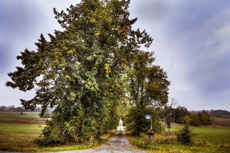 Stromořadí u Bažantnice Oslavička.