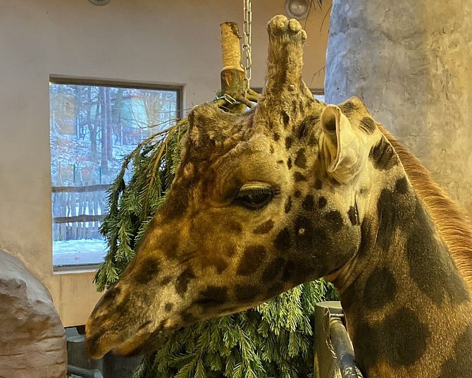 Pro zvířata v jihlavské zoo jsou nevyužité vánoční stromky zpestřením.. Foto: poskytla Zoo Jihlava
