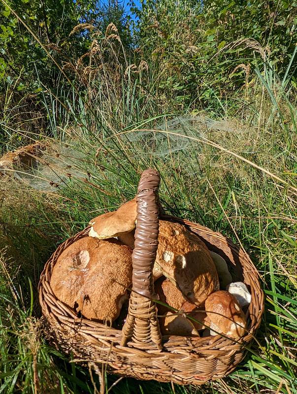 Houbové žně zažila v posledních dnech Markéta Kamešová.