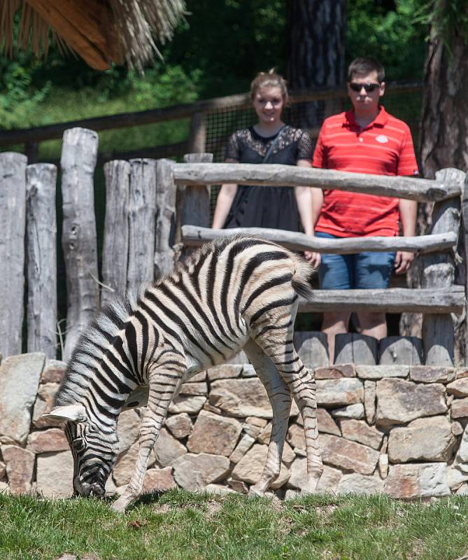 Mládě zebry v jihlavské ZOO.