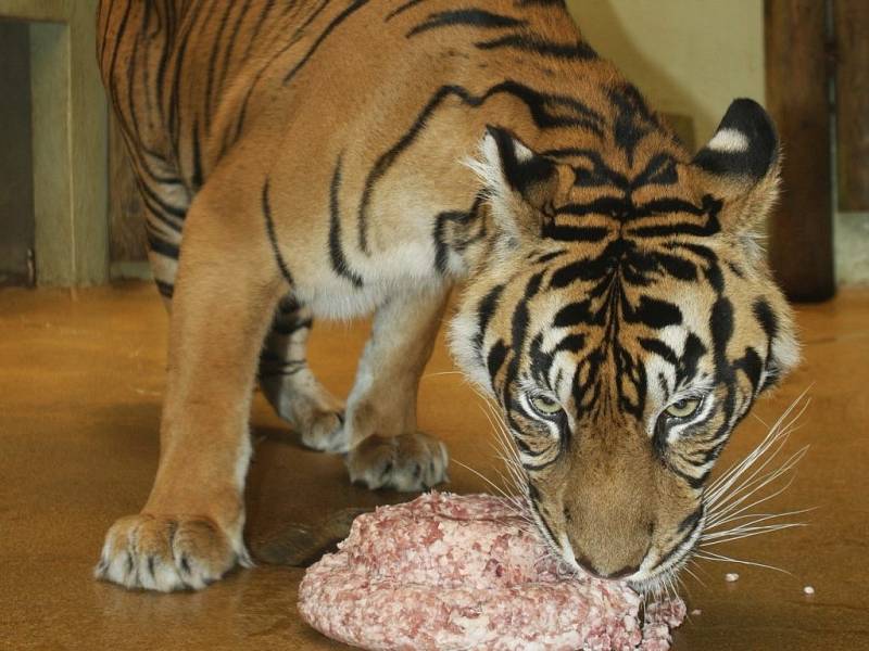 Tygři dostali dort.