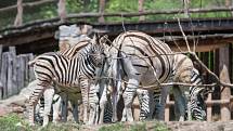 Mládě zebry v jihlavské ZOO.