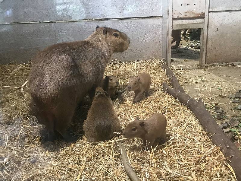 Jihlavská ZOO má nové přírůstky.