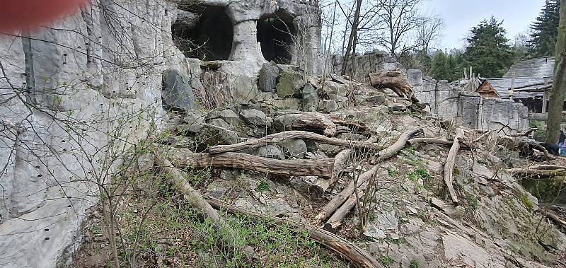 První dny byly v jihlavské zoologické zahradě poklidné. Návštěvníci neměli problém se ke zvířatům dostat, ta si to náležitě užívala.