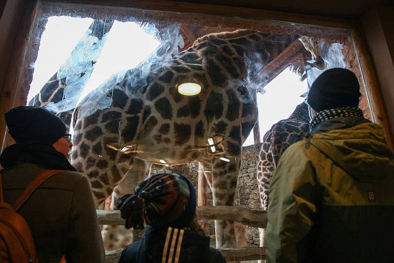 Komentované krmení žiraf v Zoo Jihlava.