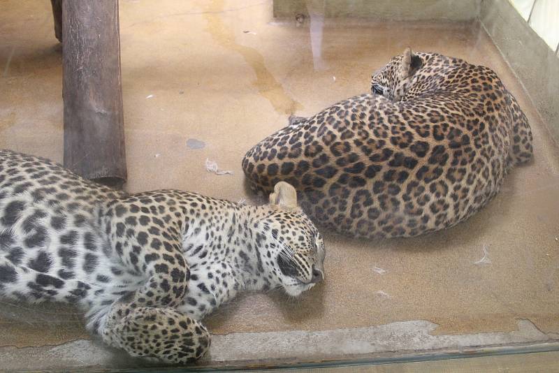 Jihlavská zoo je nejvíce navštěvovaným turistickým cílem Vysočiny. Divácky atraktivní jsou zejména komentovaná krmení zvířat.