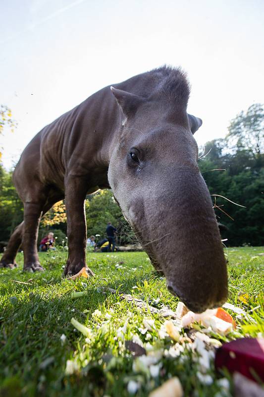 Den zvířat v Zoo Jihlava.