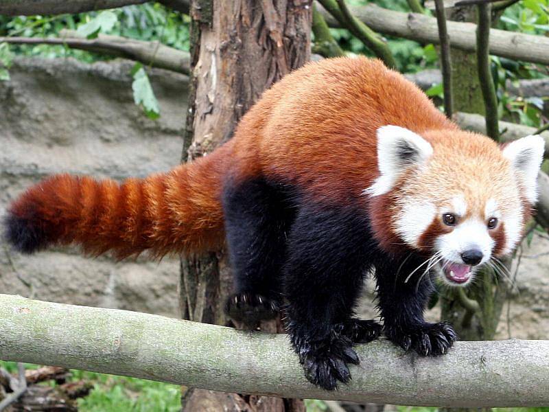 Panda červená, nový obyvatel jihlavské zoo, se rozhodla objevovat Jihlavu. Vyrazila až na konec zoo.