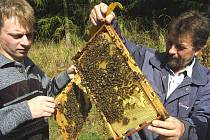 Tuzemští včelaři, kterých funguje kolem padesáti tisíc, mohou být na svoji práci pyšní. Med z celého Česka je jedním z nejkvalitnějších v celé Evropě.  Neodpovídá tomu ale výkupní cena, takže řady současných včelařů se jen těžko rozšiřují.