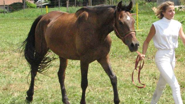 Pátrá se po ukradeném koni. Majitelka prosí veřejnost o pomoc - Jihlavský  deník