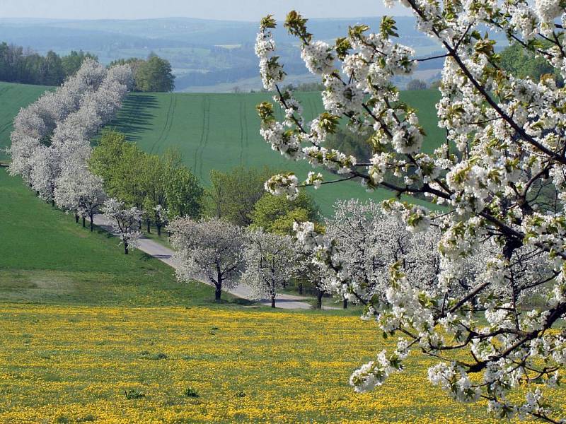 Vysočina rozkvetla do nevídané krásy...