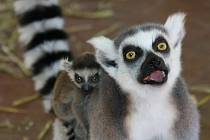 Návštěvníci zoo mohou lemury spatřit v jedné z chýší africké vesnice Matongo nejčastěji jsou zavěšená na břiše matky nebo se vozí po jejím hřbetě.