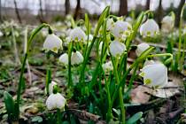 Jarní krása v přírodní rezervaci Jechovec ve Staré Říši.