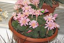 Opožděně kvetoucí kaktusy mají letos výraznější barvy.