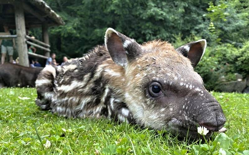 V jihlavské zoologické zahradě se to jen hemží mláďaty, která se v průběhu jara a začátkem léta narodila či vylíhla.