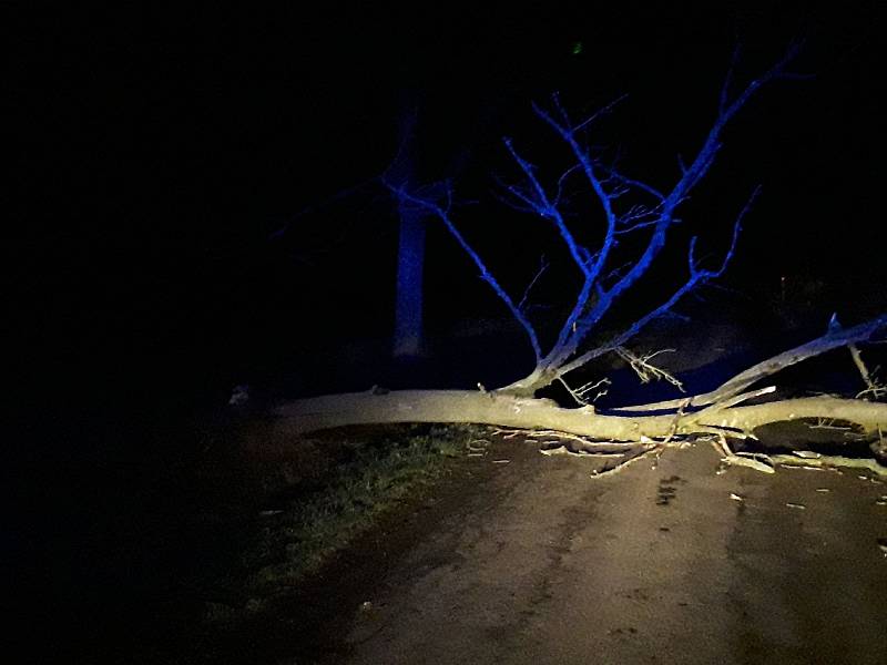 Nejčastěji hasiči zasahovali u spadených stromů.