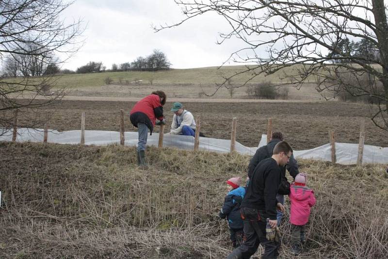 Kameničtí chrání žáby před smrtí pod koly aut