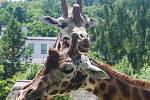 V jihlavské zoologické zahradě už jsou žirafy čtvrtým rokem. Po počátečních půtkách se ve výběhu zabydlely.