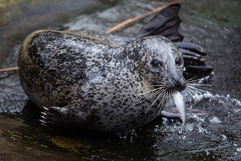 ZOO Jihlava, ilustrační foto