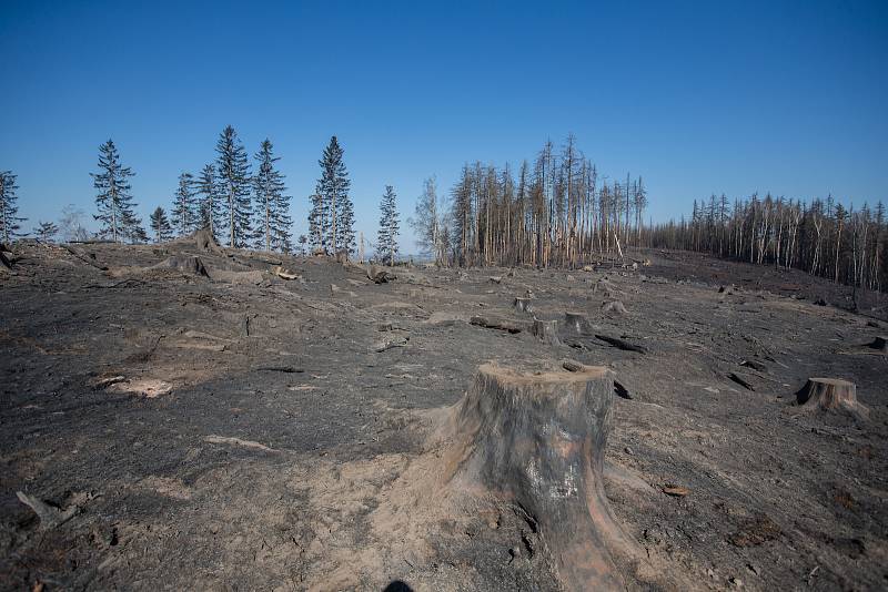 Les po požáru z 6. - 7. dubna 2020 u Kamenice na Jihlavsku.