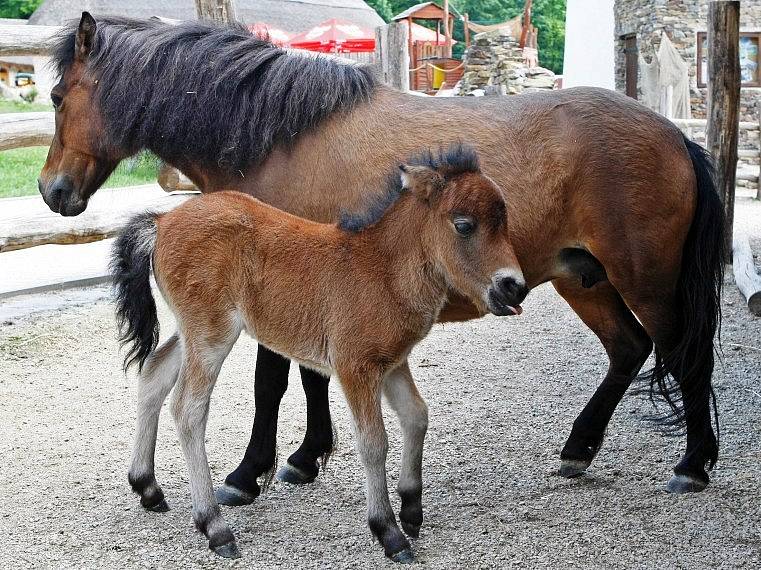 Snímky z jihlavské zoologické zahrady