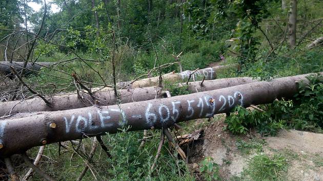 Stromy přes cestu nesou údaje o majiteli lesa. Foto: Deník/Martin Singr